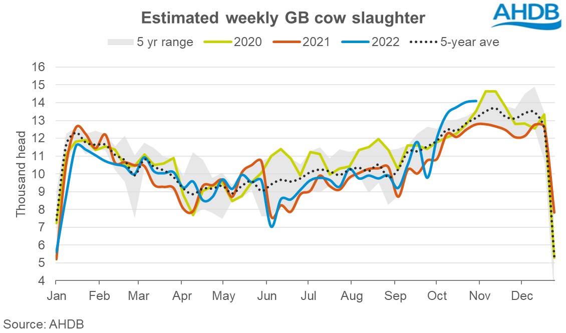 Graph of estimated weekly GB cow slaughter